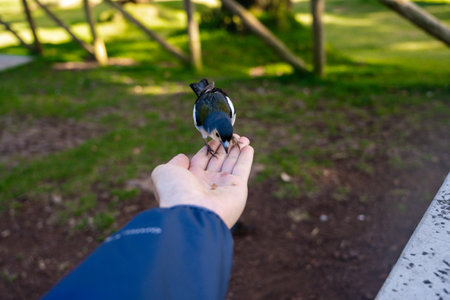 Madeira Chaffinch bird eating from a hand, Madeira island, Portugalの写真素材