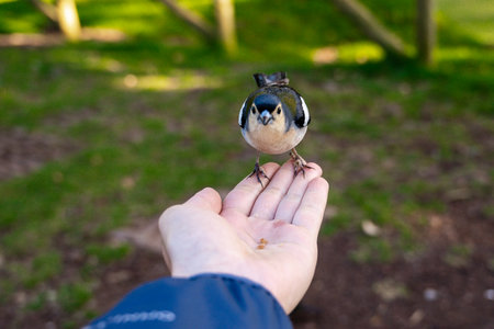 Madeira Chaffinch bird eating from a hand, Madeira island, Portugalの写真素材
