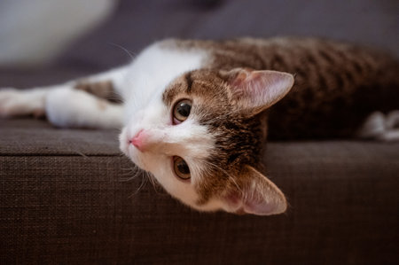 Kitten head with paws up peeking over blank white sign placard. Pet kitten curiously peeking behind white background. Tabby baby cat showing placard template.Long web banner with copy spaceの写真素材