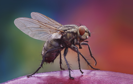 Extra-sharp shot of the home fly on the appleの写真素材