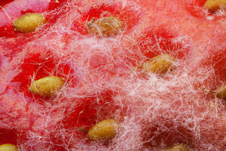 Strawberry covered by white mold through the microscope with high magnificationの写真素材