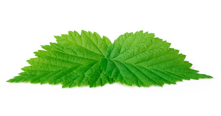 Two young raspberry leaves isolated on a white background with clipping path