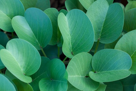 Green oval leaves at cloudy day background. Top side view.の写真素材