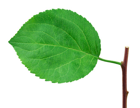 Apple leaf with stick isolated on a white background