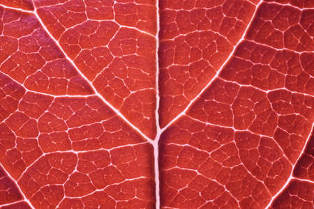 Red leaf macro backgroud texture close upの写真素材