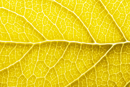 Yellow leaf macro backgroud texture close upの写真素材