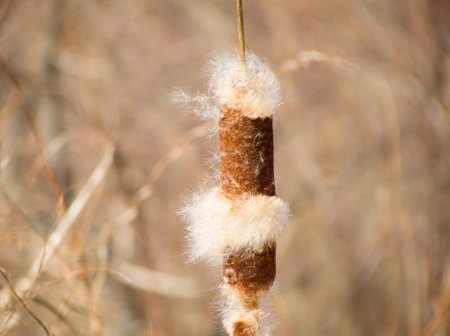 Cattail blooming