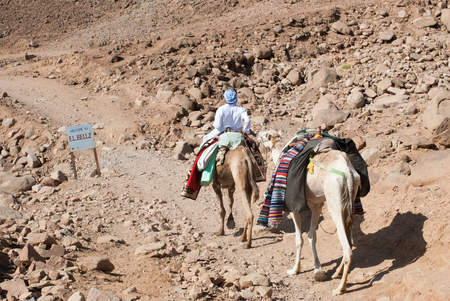 Camel caravan on a regular route accompanied by a pair of Bedouins in the Sinai peninsula near Dahabの写真素材