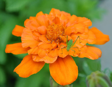 Green Grasshopper resting on a flowerの写真素材