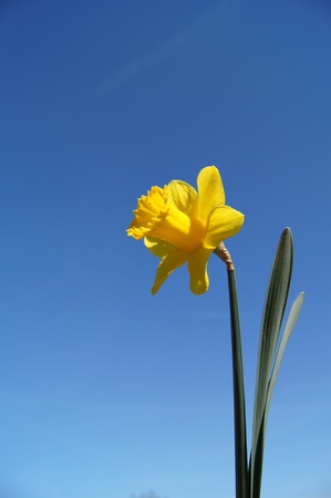 A single daffodil against a blue sky backgroundの写真素材