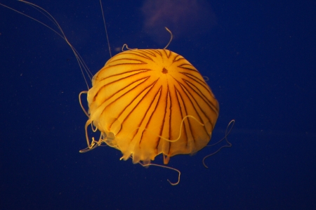 Orange jellyfish floating against a blue backgroundの写真素材