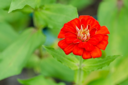 Red zinnia, close-up photographyの写真素材