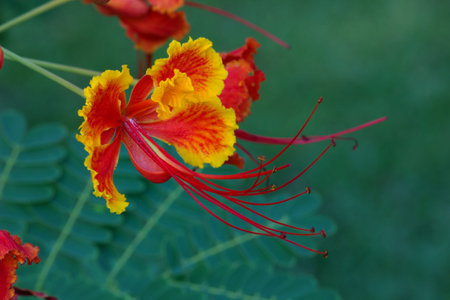 Beautiful tropical flower called Caesalpinia Pulcherrima