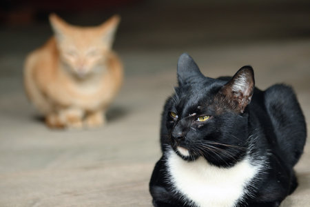 Black cats face a formidable notch in the morning calm.