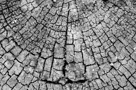 wood texture grunge background wallpaper, black and whiteの写真素材