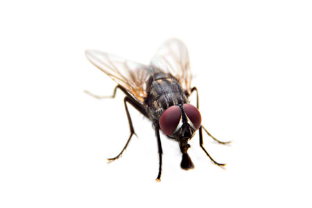 Flie to eatting. close up, over white background. focus on eye.の写真素材