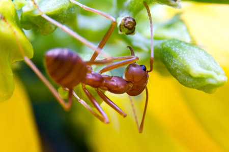 Red fire ant worker on tree. Focuse on head and eye of it's.の写真素材