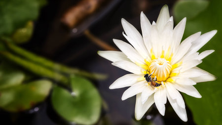 One bee on lotus flower on summer. close upの写真素材