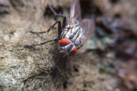 red eyes fly. focusing on eyes.