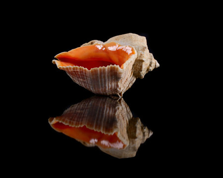 seashell  with reflecting on black