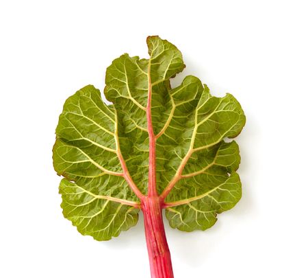 structure of young leaf of rhubarb(pieplant)の写真素材