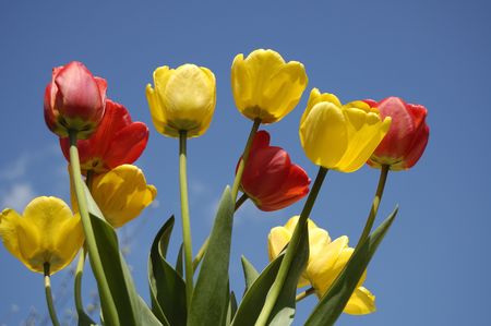 yellow and red tulips on blue skyの写真素材