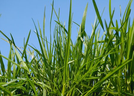 young green grass on blue sky