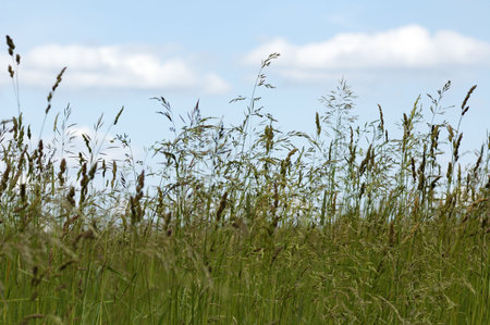 meadow
