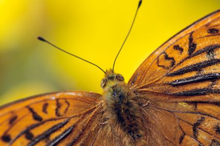 brown butterfly on yellow flower macro shotの写真素材