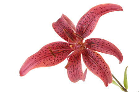 single flower of lily isolated on white backgroundの写真素材
