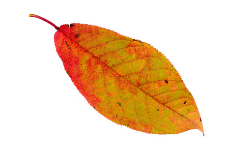 autumn leaf isolated on whiteの写真素材