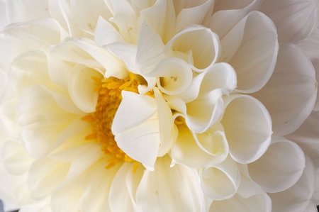 white georgina macroの写真素材