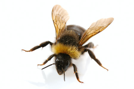 bumblebee  close-up on white background