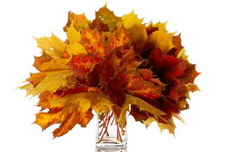 bouquet of colorful  leaves in glass vase isolated on whiteの写真素材