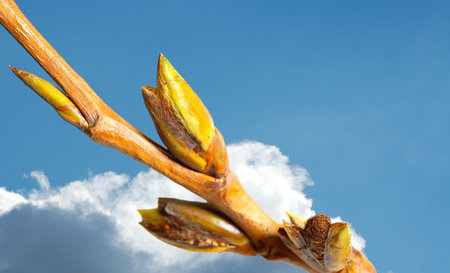 sprouting buds against blue spring sky