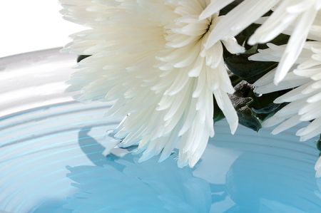 white chrysanthemum  over glass vase with blue waterの写真素材