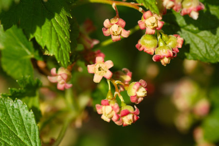 blooming blackcurrant macro