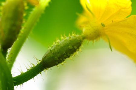 small growiing cucumber ended with yellow flower の写真素材