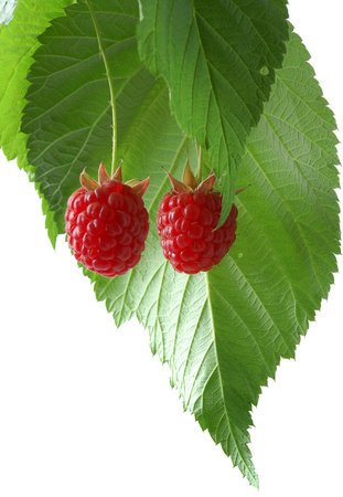 raspberry with green leaves isolated on white background