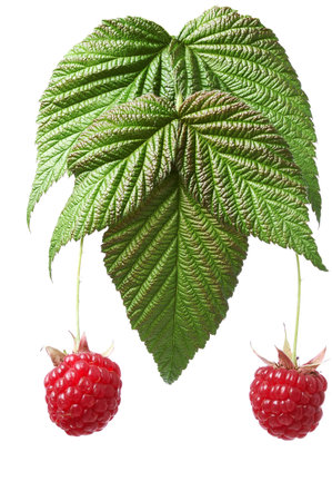 raspberry with green leaves isolated on white background