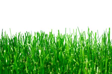 green grass isolated on white backgroundの写真素材