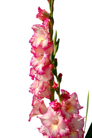 pink gladiolus isolated on white backgroundの写真素材