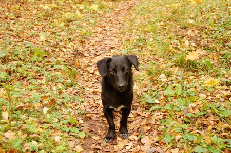 sad homeless dog in autumn forestの写真素材