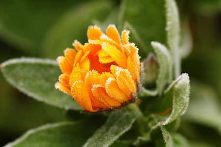 frozen flower of calendula with small crystals of frostの写真素材