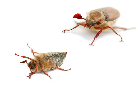 may-bug on white background macro shot