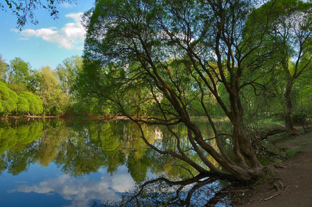 small pool with foot bridge in spring city park  の写真素材