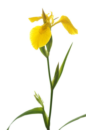 long stem yellow iris isolated on white