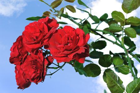 bunch of red roses against blue skyの写真素材