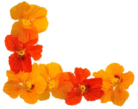 nasturtium floral frame isolated on white backgroundの写真素材