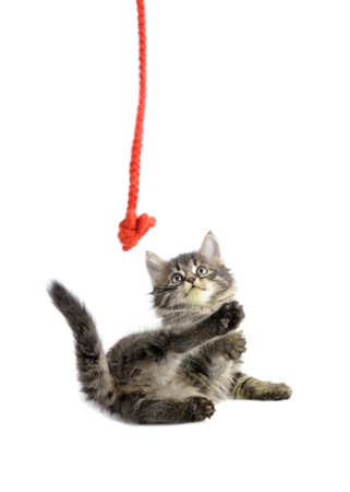 playing kitten with red lace on white backgroundの写真素材